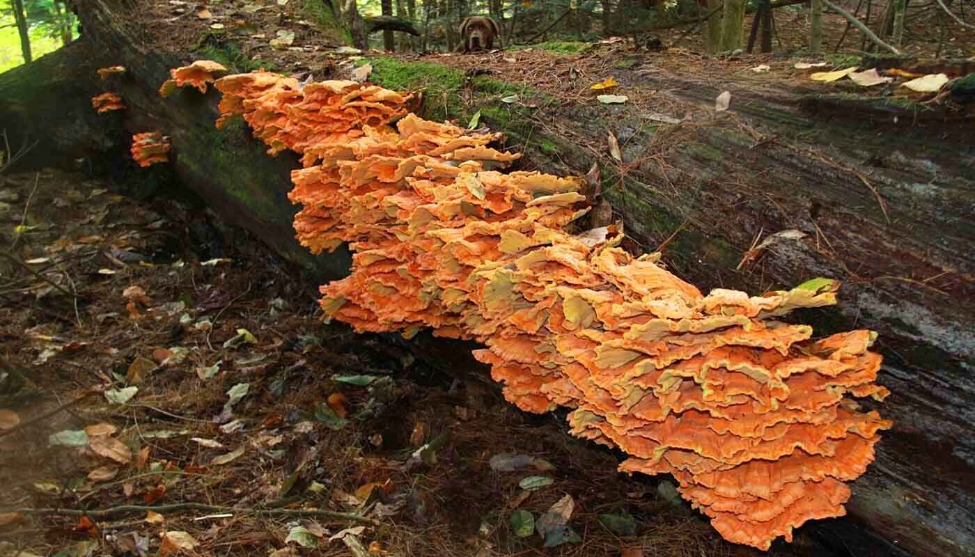 Shiitake Mushroom Plug Spawn - seed-world