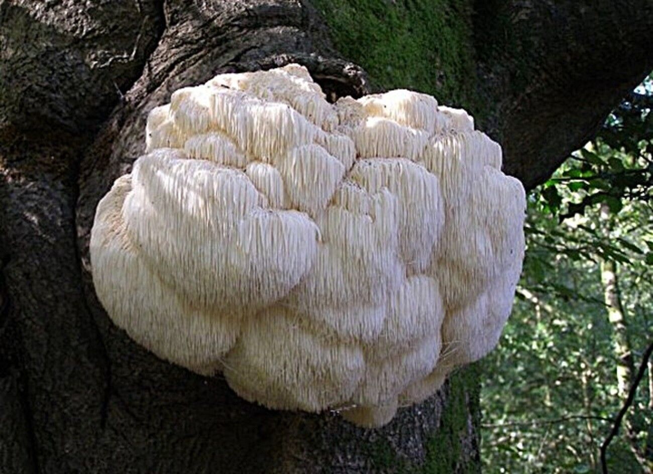 Lion's Mane Mushroom Plug Spawn - seed-world