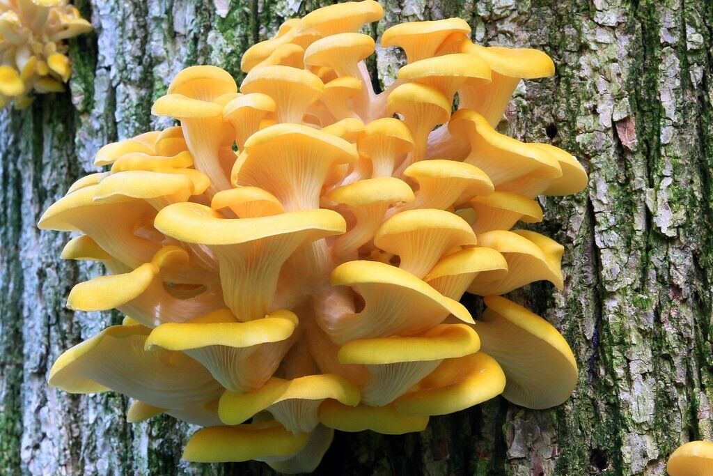 Golden Oyster - seed-world