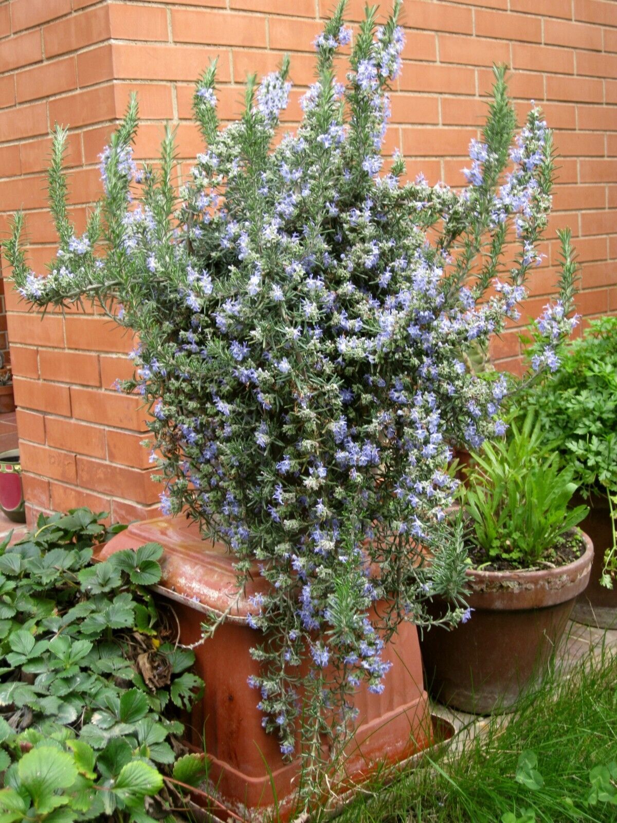 100 Rosemary Herb Seeds