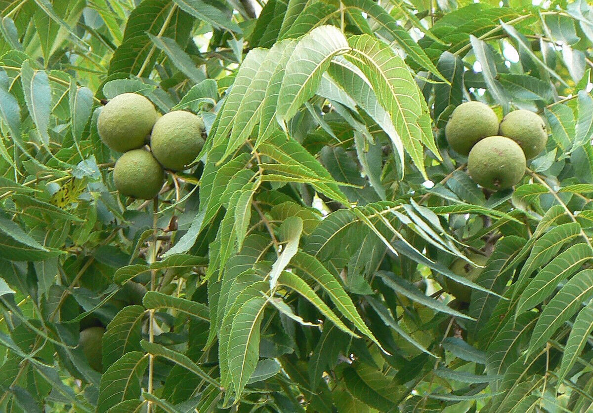 10 Black Walnut Seeds
