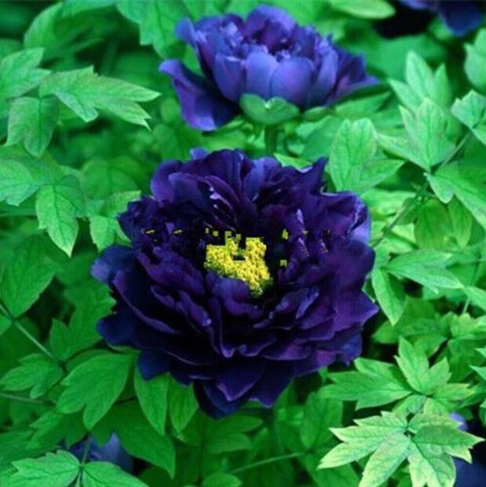 10 Peony Seeds - Paeonia suffruticosa