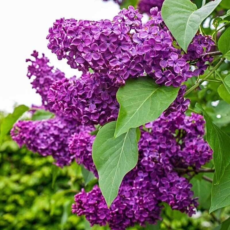 25 Lilac Tree Seeds