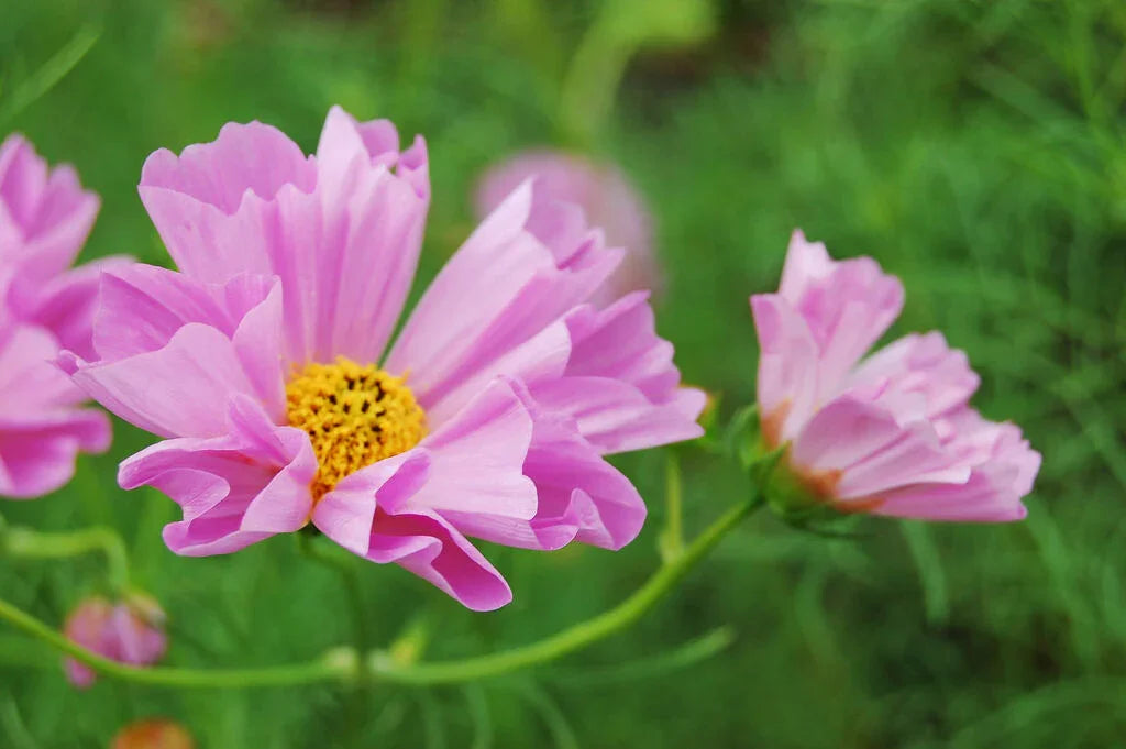 120 Cosmos Sea Shells Mix Seeds - Seed World