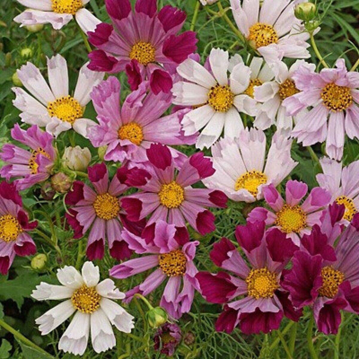 120 Cosmos Sea Shells Mix Seeds - Seed World