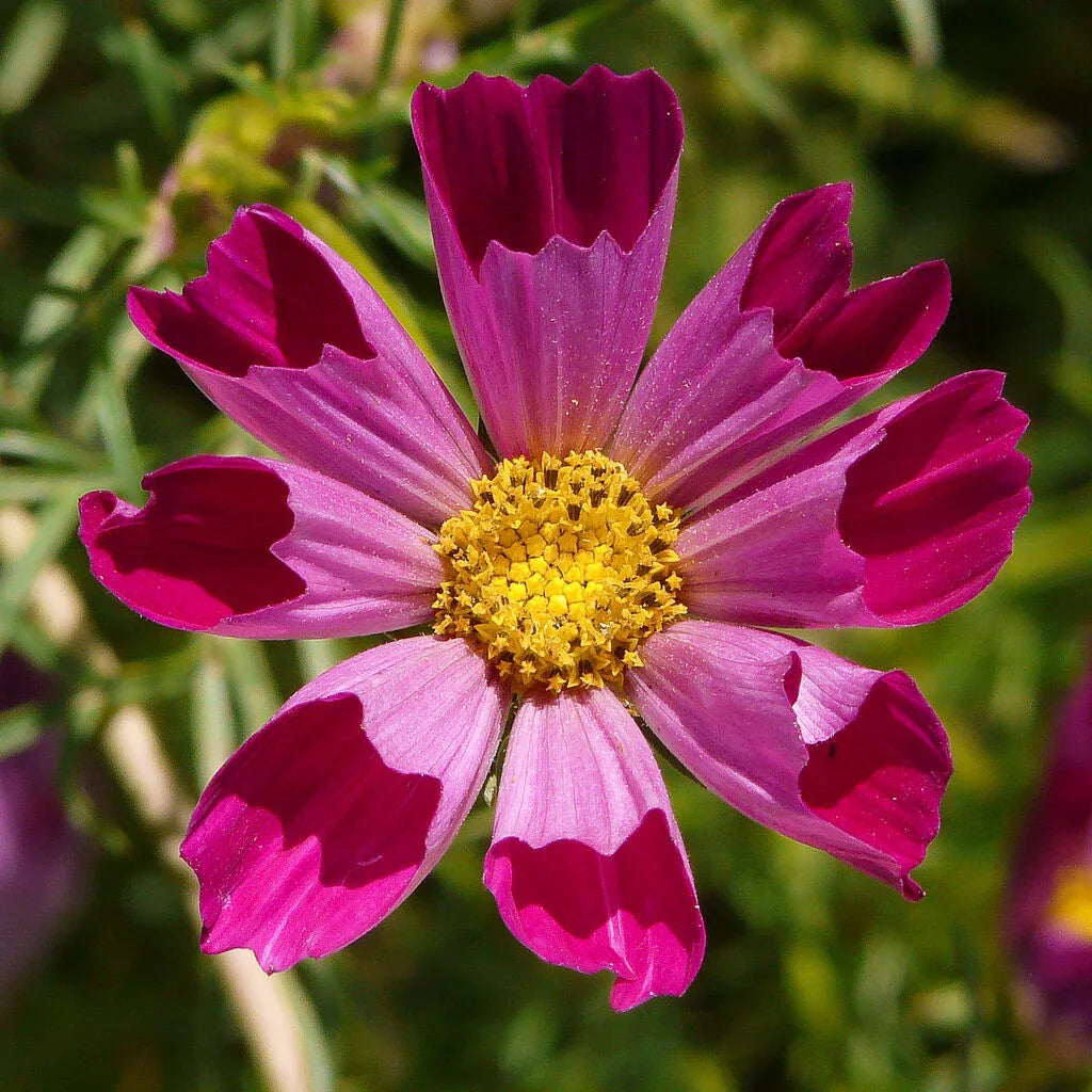 120 Cosmos Sea Shells Mix Seeds - Seed World