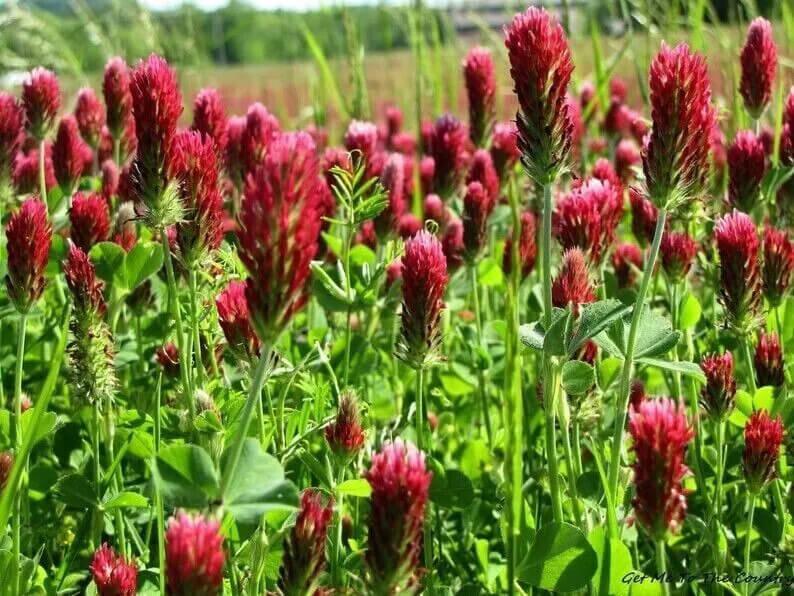 1200 Crimson Red Clover Seeds - Seed World