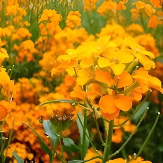 Close-up of bright orange flowers with green leaves in a field.