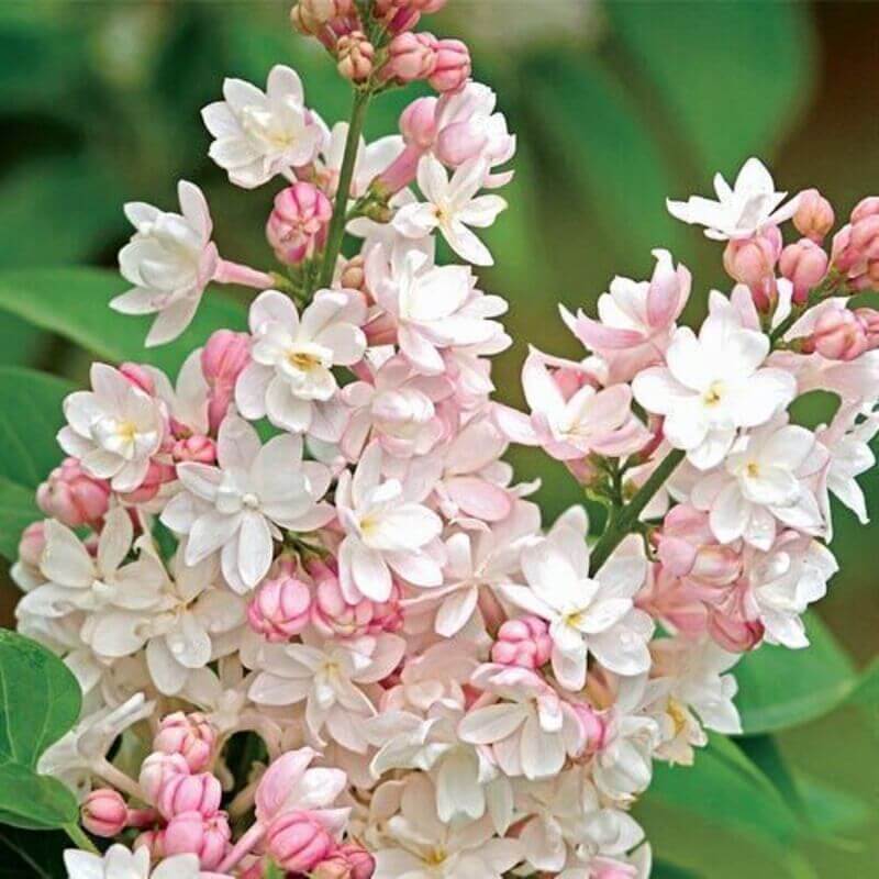 25 Lilac Tree Seeds