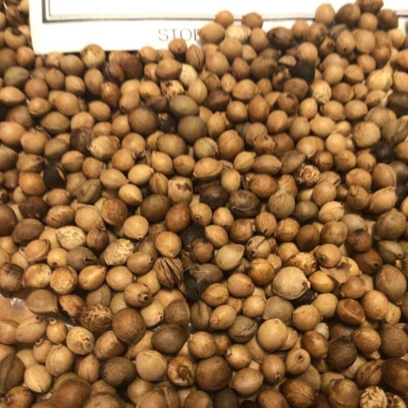 15 Black Cherry Tree Seeds - Prunus Serotina - Seed World