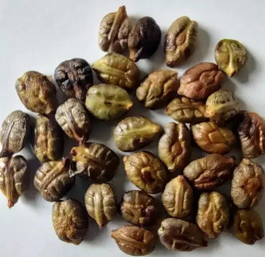 15 Bronze Muscadine Grape Seeds - Seed World