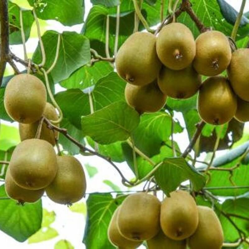 15 Hayward Kiwi Vine Seeds - Seed World