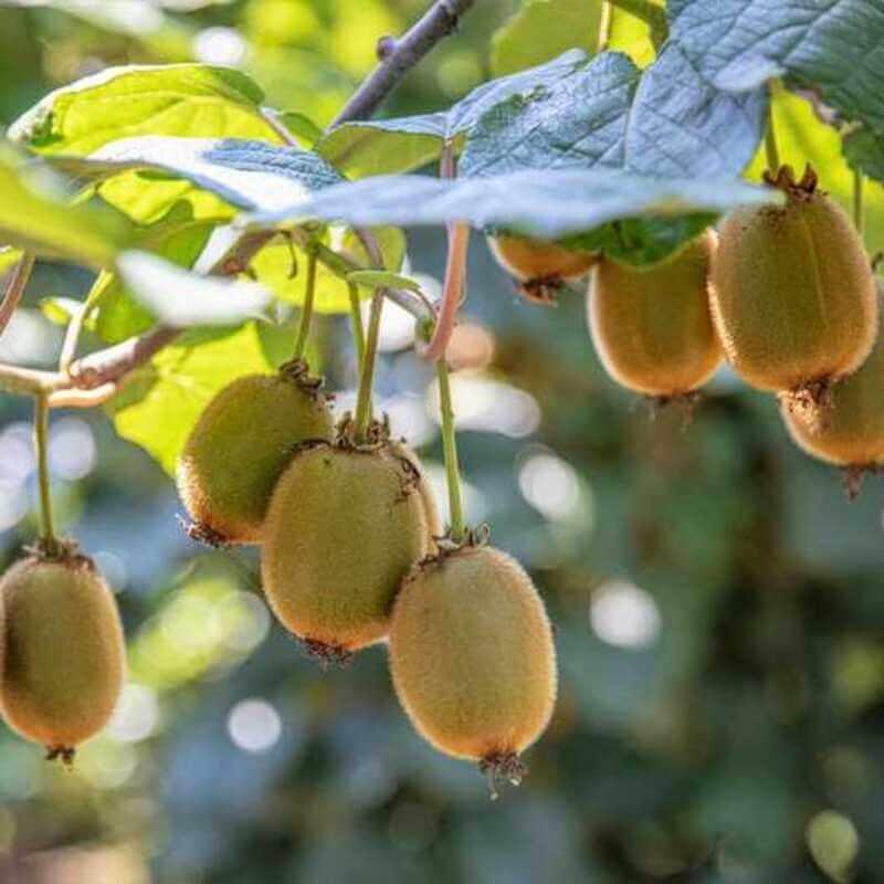 15 Hayward Kiwi Vine Seeds - Seed World