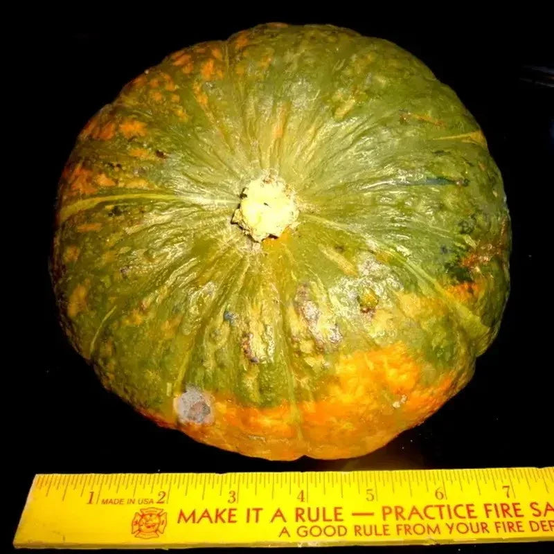 15 Kabocha Winter Squash Seeds - Seed World