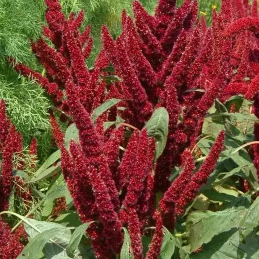 150 Amaranthus Seeds - Pygmy Torch - Seed World