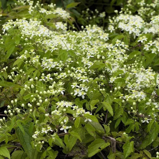 150 Clematis virginiana β Virginβs Bower Seeds - Seed World
