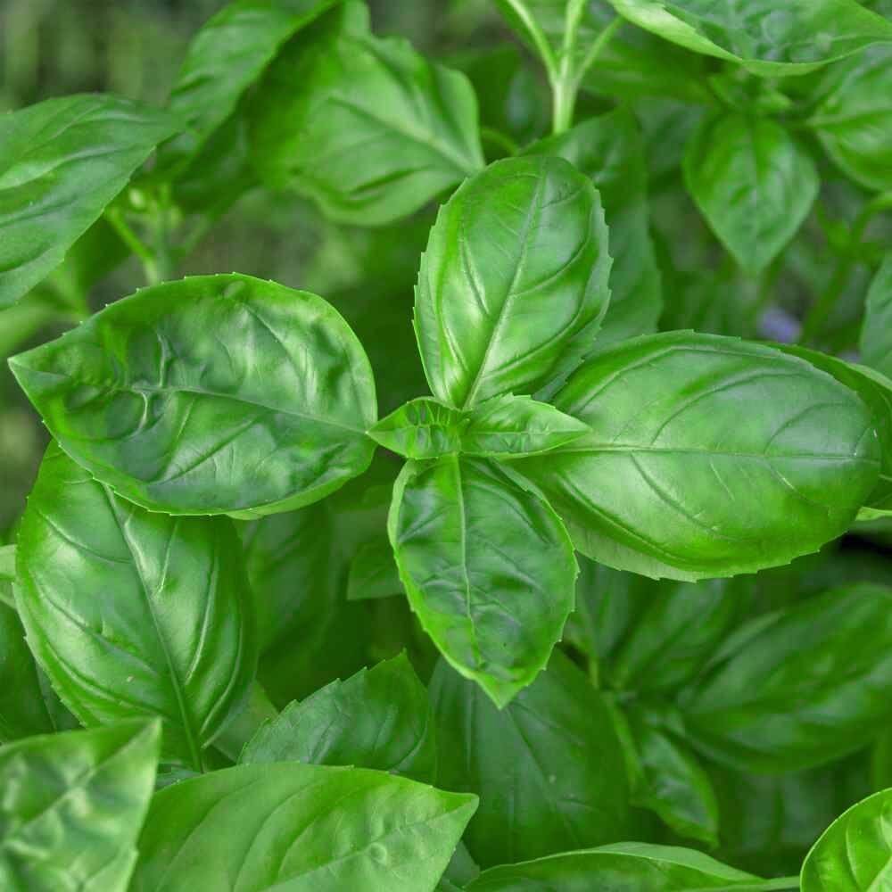 750 Genovese Basil Seeds