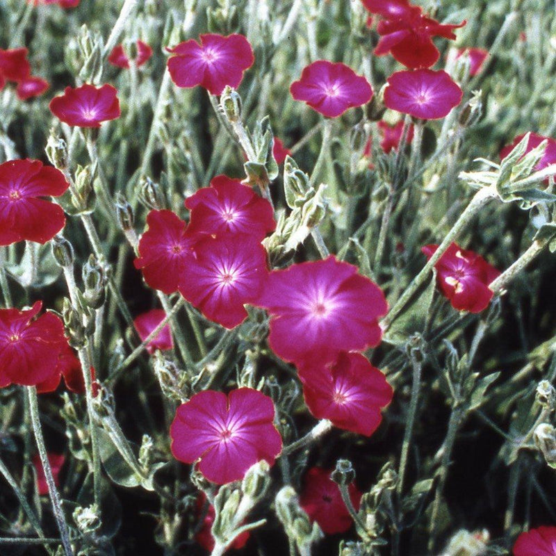 Cluster of vivid pink Rose Campion blooms on fuzzy gray-green stems β Lychnis coronaria flower