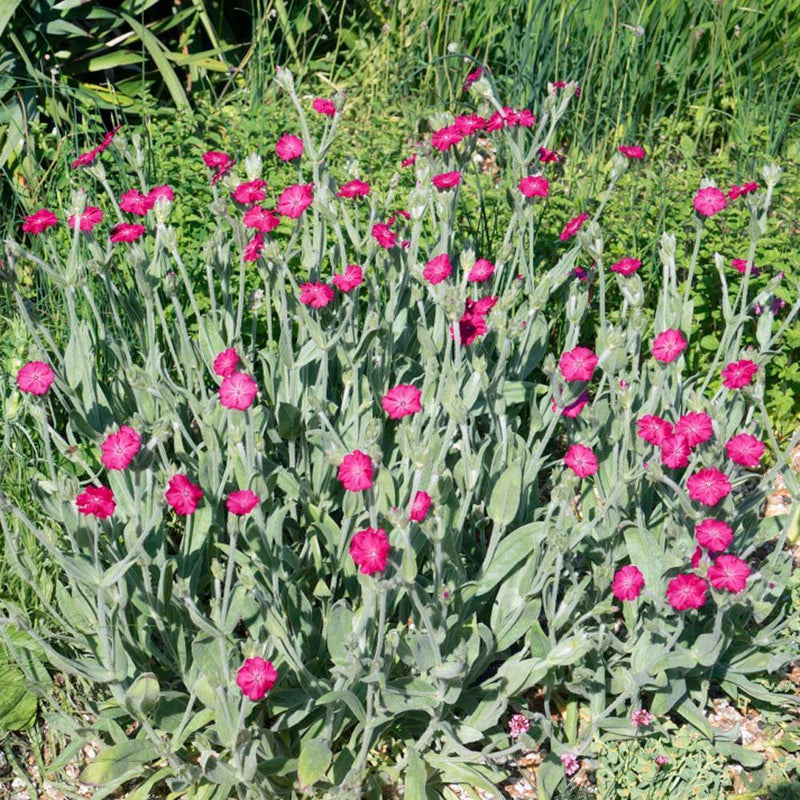 Rose Campion plant with bright magenta flowers and silvery foliage blooming in a summer garden