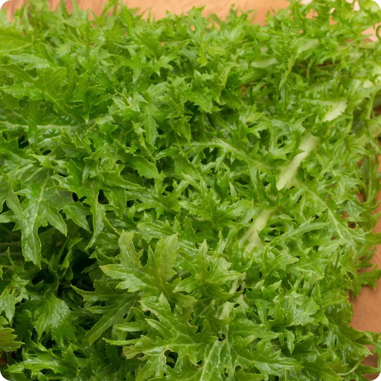 1500 Wasabi Mustard Seeds - Seed World