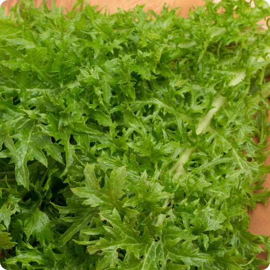 1500 Wasabi Mustard Seeds - Seed World