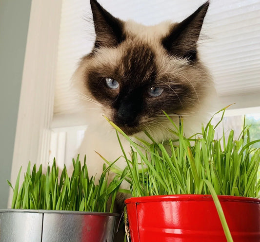 1600 Cat Dog Grass Seeds - Seed World