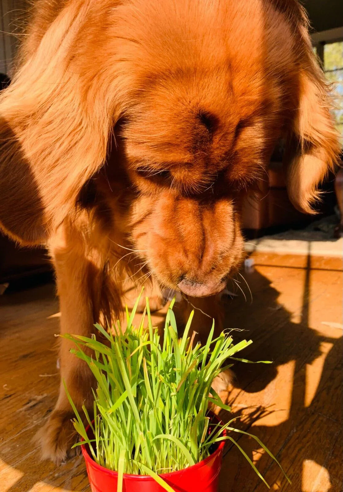1600 Cat Dog Grass Seeds - Seed World