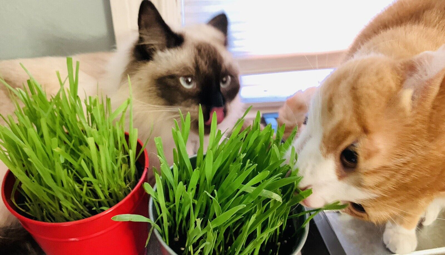 1600 Cat Dog Grass Seeds