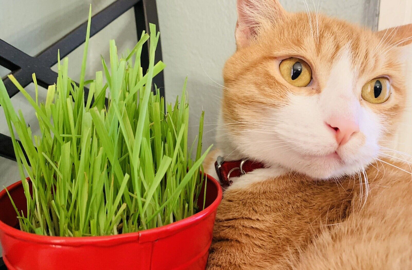 1600 Cat Dog Grass Seeds