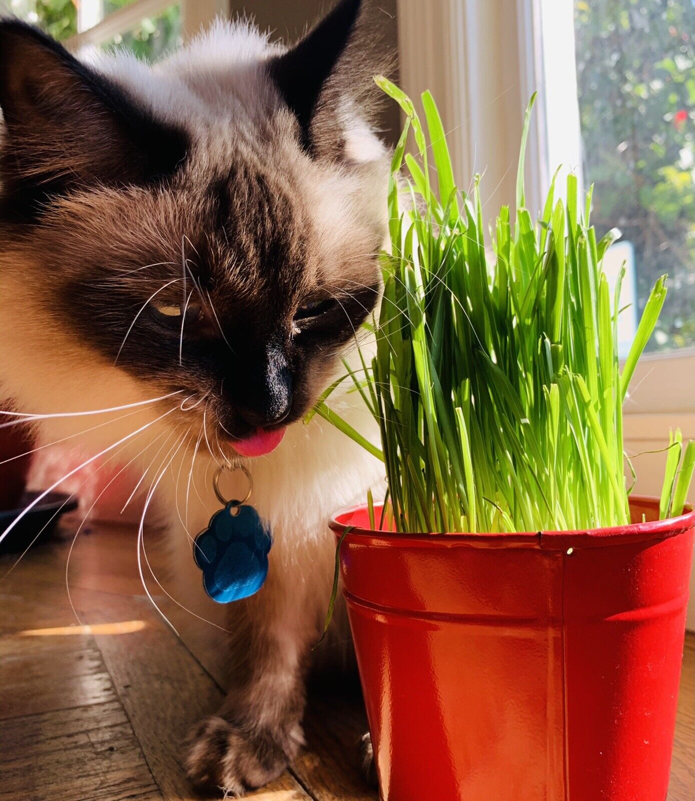 1600 Cat Dog Grass Seeds