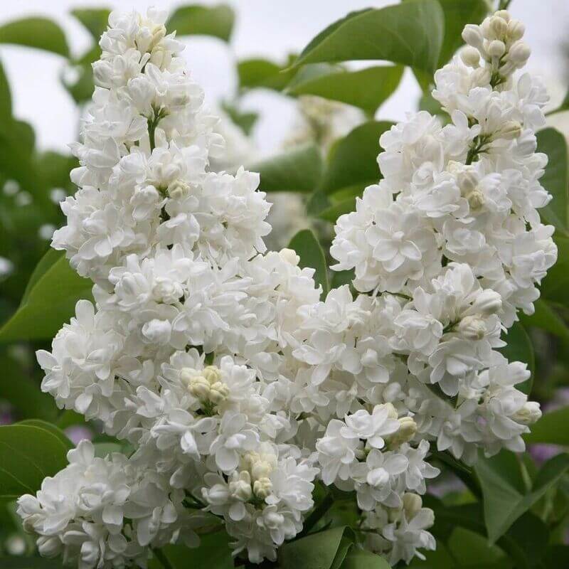 25 Lilac Tree Seeds