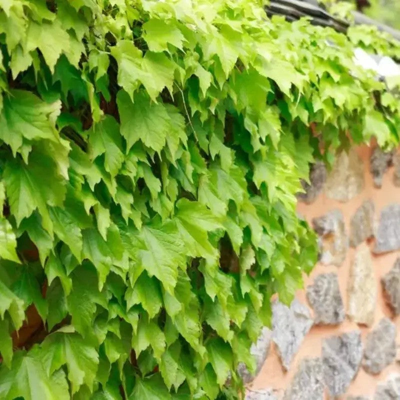 50 Climbing Ivy Seeds - Easy to Grow