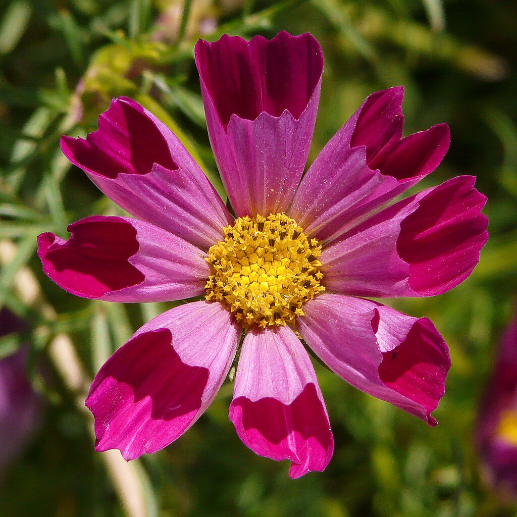 120 Cosmos Sea Shells Mix Seeds