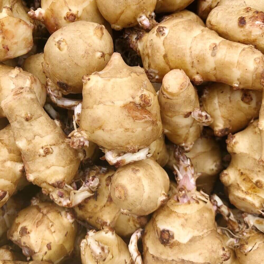3 Big Size Jerusalem Artichoke Tubers For Planting