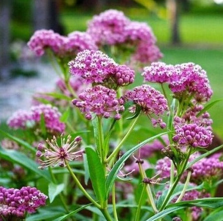 Swamp, Butterfly and Common Milkweed Seeds