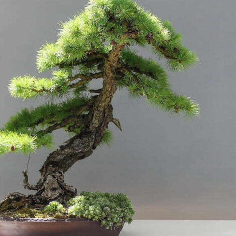25 Larch Tree Seeds