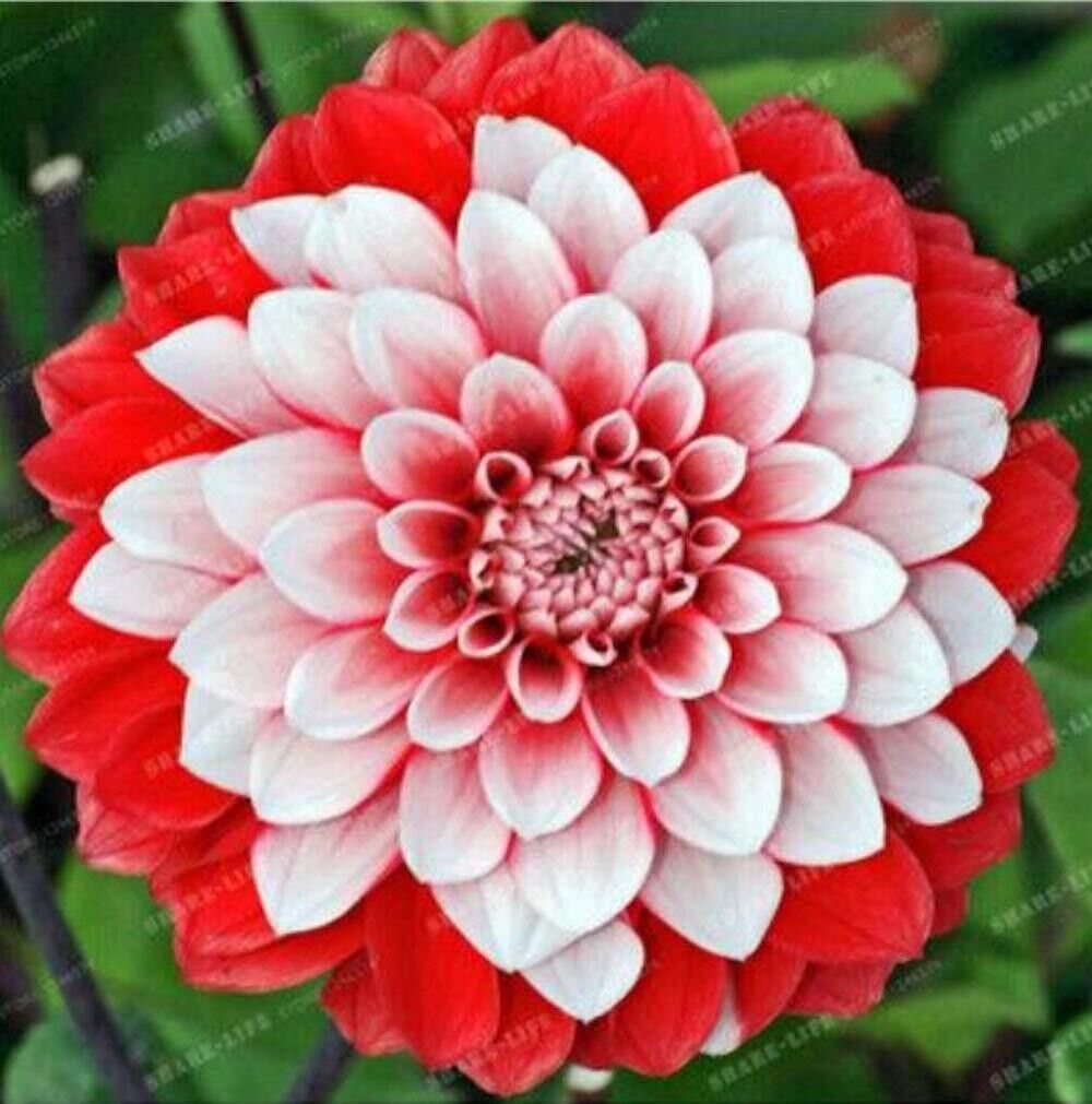 20 Dahlia Seeds