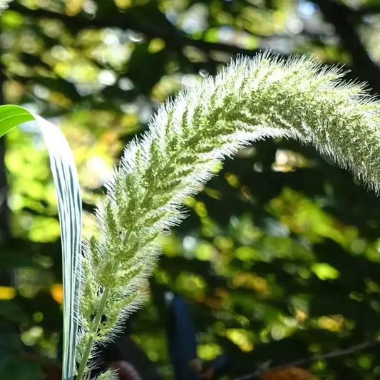 1g Giant Bristlegrass Seeds - Seed World