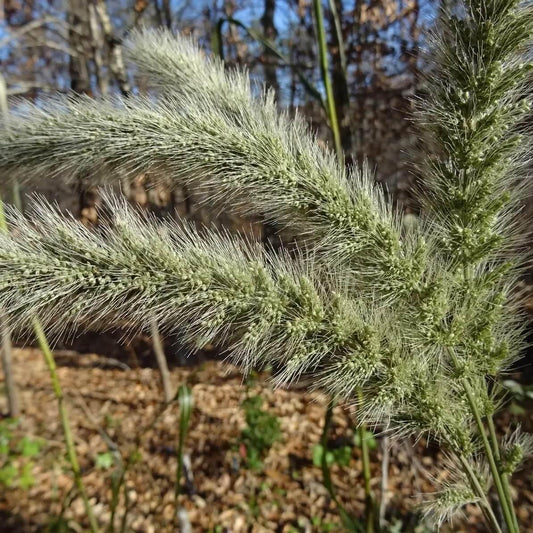 1g Giant Bristlegrass Seeds - Seed World