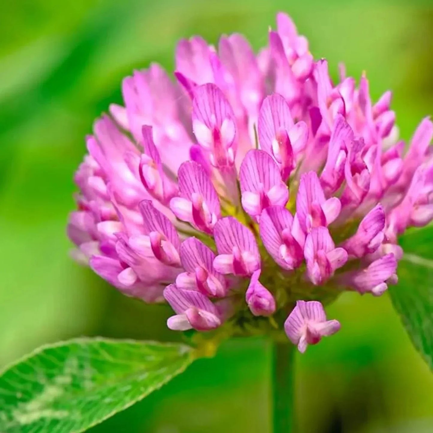 2 oz Medium Red Clover Seeds - Seed World