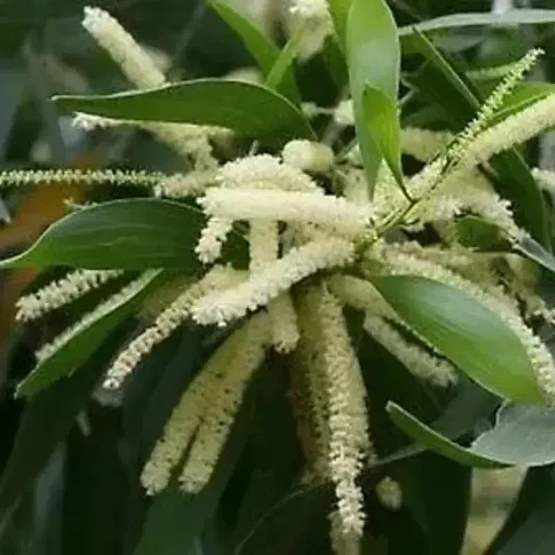 20 Acacia Mangium Seeds - Seed World