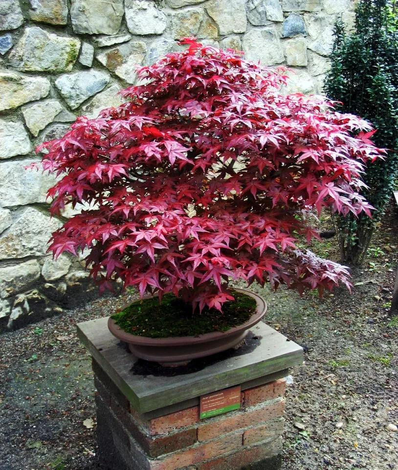 20 Bloodgood - Japanese Maple Tree Seeds - Seed World
