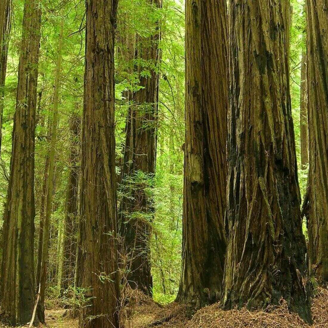 20 California Redwood Tree Seeds
