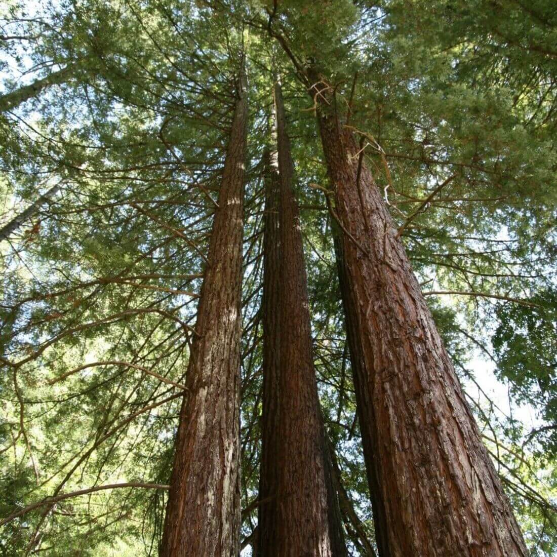 20 California Redwood Tree Seeds