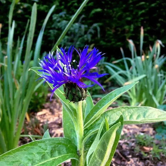 20 Cornflower Montana Wildflower Seeds - Seed World