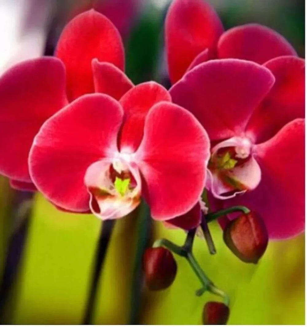 20 Exotic Rare Orchid Seeds - Seed World