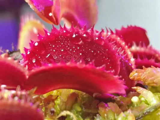 20 Freshly Harvested Venus Flytrap Seeds - Seed World