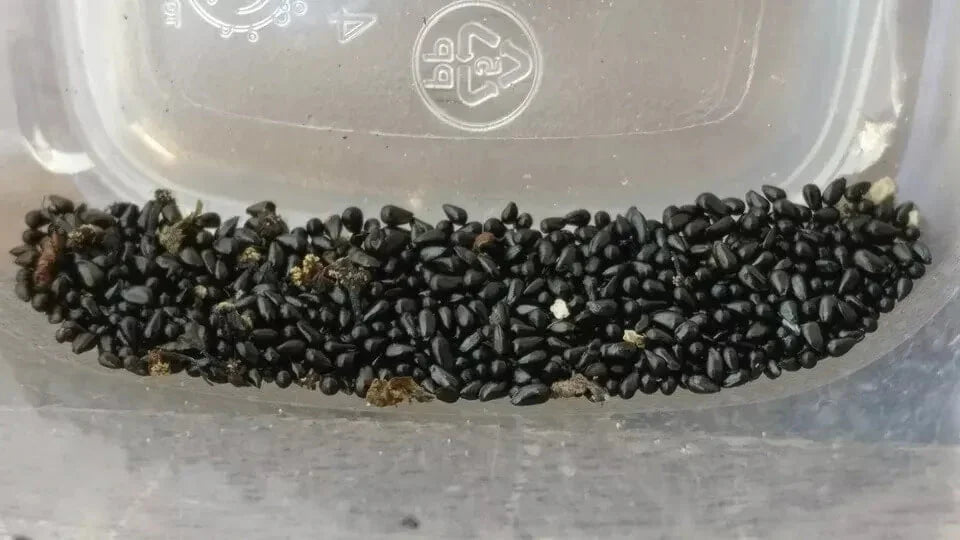 20 Freshly Harvested Venus Flytrap Seeds - Seed World