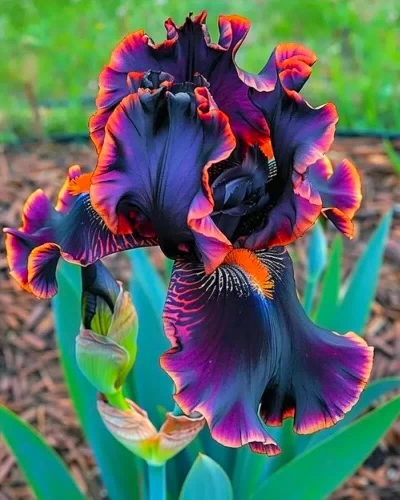 20 Heirloom Iris Seeds - Seed World