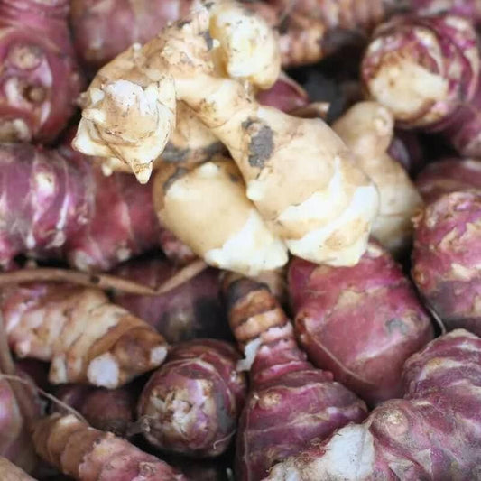 20 Jerusalem Artichoke Seeds – Helianthus tuberosus - Seed World